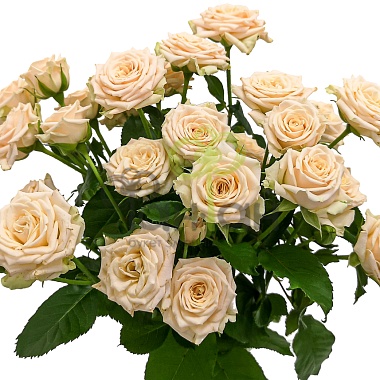 9 Лизиантусов Шампань